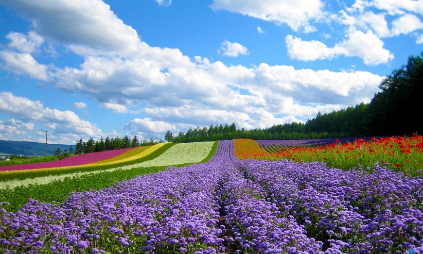 HOKKAIDO, NHẬT BẢN